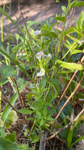 Pedicularis racemosa (Sickletop Lousewort)