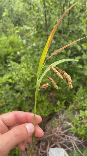 Carex mertensii (Merten's Sedge) (alternate view 5)
