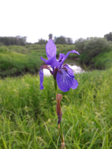 Iris sibirica (Siberian iris) (alternate view 7)