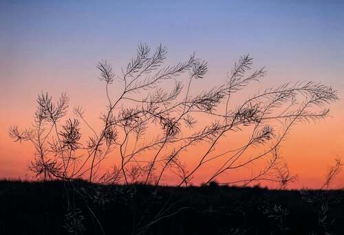 Descurainia sophia (flixweed) (alternate view 4)