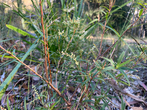 Leucopogon affinis (Lance Beard-heath) (alternate view 4)