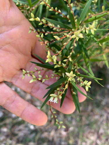 Leucopogon affinis (Lance Beard-heath) (alternate view 3)