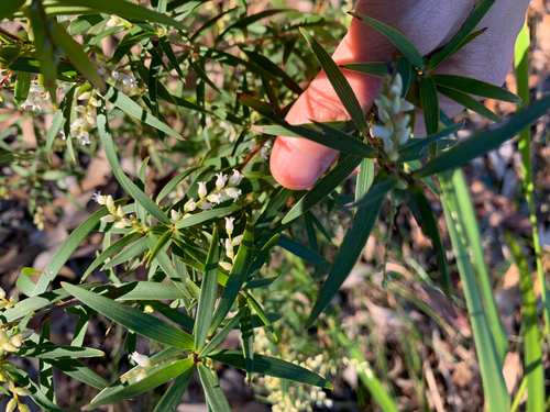 Leucopogon affinis (Lance Beard-heath) (alternate view 5)