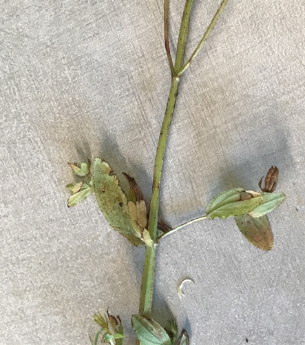 Hypericum tetrapterum (Square Stemmed Saint John's Wort)
