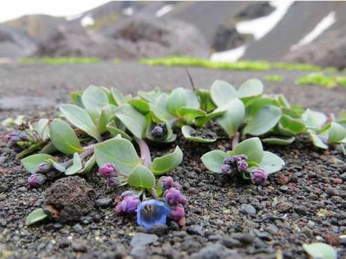 Mertensia (Bluebells) (alternate view 5)