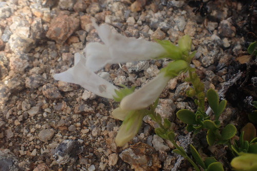 Penstemon davidsonii (Davidson's Penstemon) (alternate view 3)