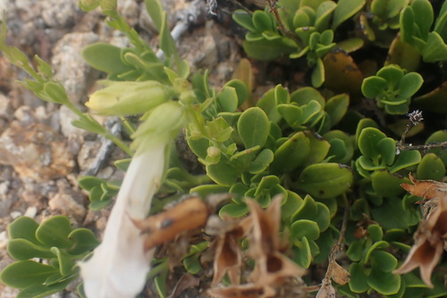 Penstemon davidsonii (Davidson's Penstemon) (alternate view 4)
