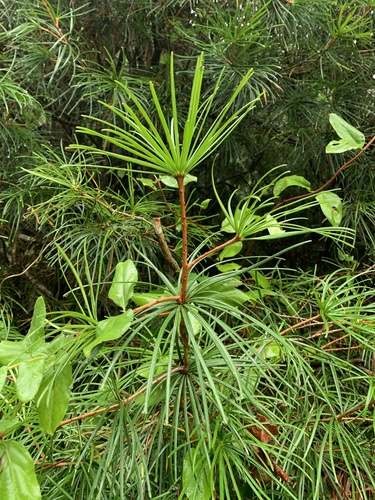 Sciadopitys verticillata (Japanese umbrella pine) (alternate view 3)