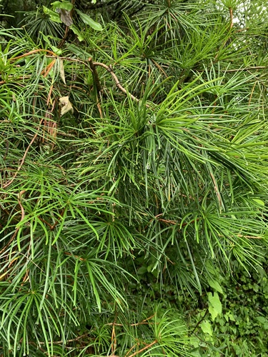 Sciadopitys verticillata (Japanese umbrella pine) (alternate view 4)