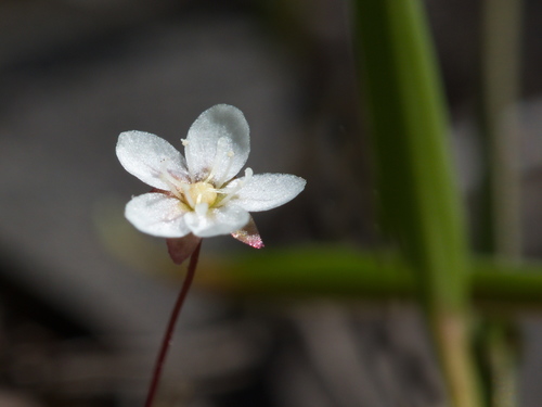 Drosera pygmaea (pygmy sundew) (alternate view 7)