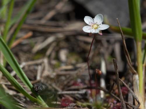 Drosera pygmaea (pygmy sundew) (alternate view 6)
