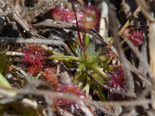 Drosera pygmaea (pygmy sundew) (alternate view 8)