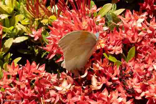 Ixora coccinea (Jungle flame)