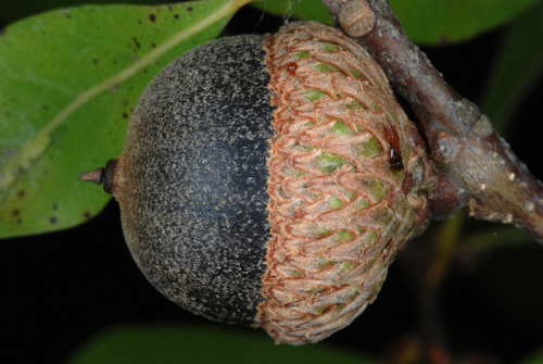 Quercus laurifolia (swamp laurel oak)