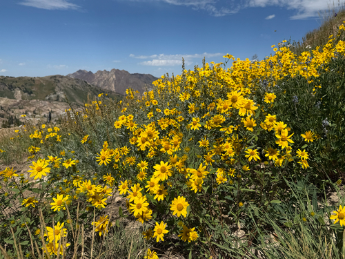 Heliomeris multiflora (showy goldeneye) (alternate view 3)