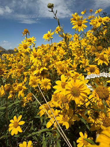 Heliomeris multiflora (showy goldeneye) (alternate view 4)