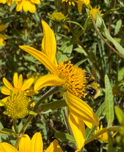 Heliomeris multiflora (showy goldeneye) (alternate view 5)