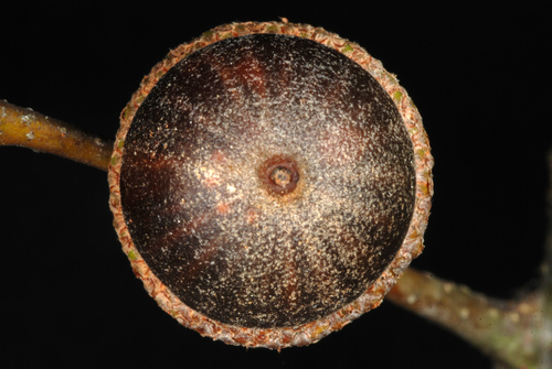 Quercus laurifolia (swamp laurel oak) (alternate view 2)
