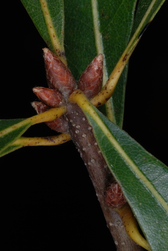 Quercus laurifolia (swamp laurel oak) (alternate view 3)