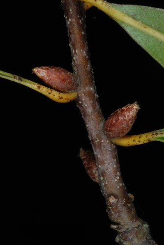 Quercus laurifolia (swamp laurel oak) (alternate view 4)