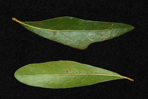 Quercus laurifolia (swamp laurel oak) (alternate view 5)