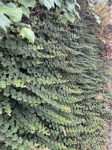 Rubus rolfei (Creeping Bramble)