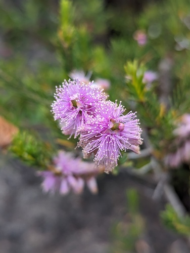 Melaleuca decussata (Totem-poles) (alternate view 5)
