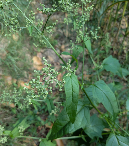 Chenopodiastrum (maple and nettle-leaved goosefoots) (alternate view 4)