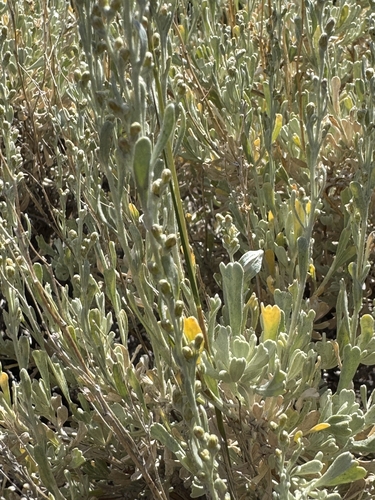Artemisia tridentata (Big Sagebrush)