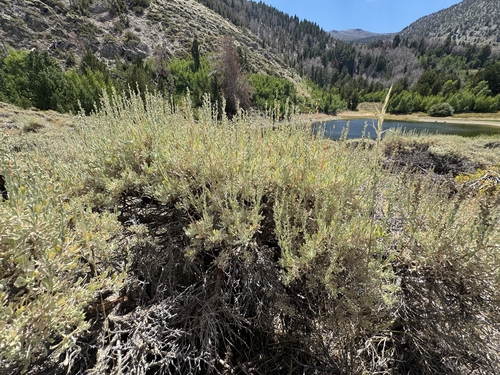Artemisia tridentata (Big Sagebrush)