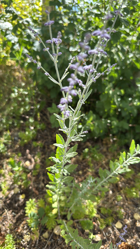 Salvia yangii (Russian Sage) (alternate view 8)