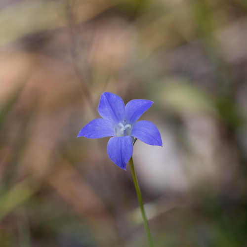 Wahlenbergia stricta (Australian bluebell)