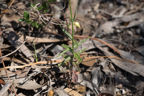 Wahlenbergia stricta (Australian bluebell) (alternate view 2)