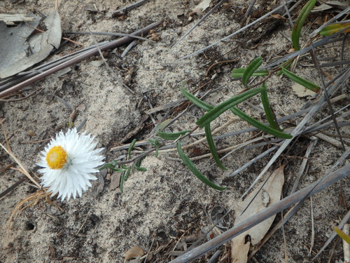 Helichrysum leucopsideum (Satin Everlasting) (alternate view 5)