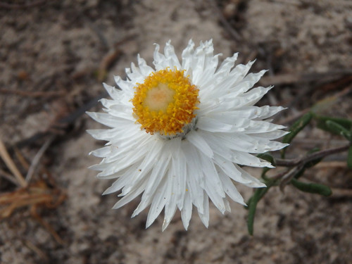 Helichrysum leucopsideum (Satin Everlasting) (alternate view 3)