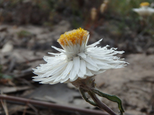 Helichrysum leucopsideum (Satin Everlasting) (alternate view 4)