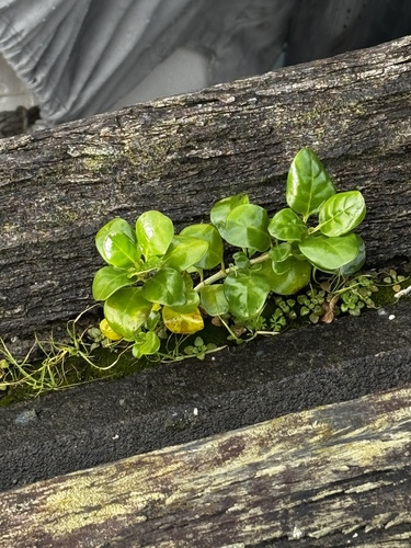 Coprosma repens (Taupata) (alternate view 2)