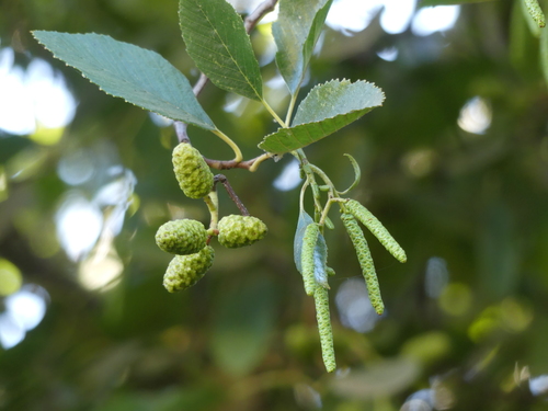 Alnus rhombifolia (white alder) (alternate view 6)