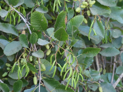 Alnus rhombifolia (white alder) (alternate view 7)