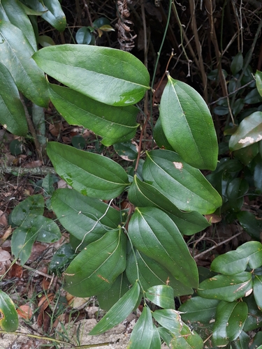 Smilax australis (Austral Sarsaparilla) (alternate view 10)