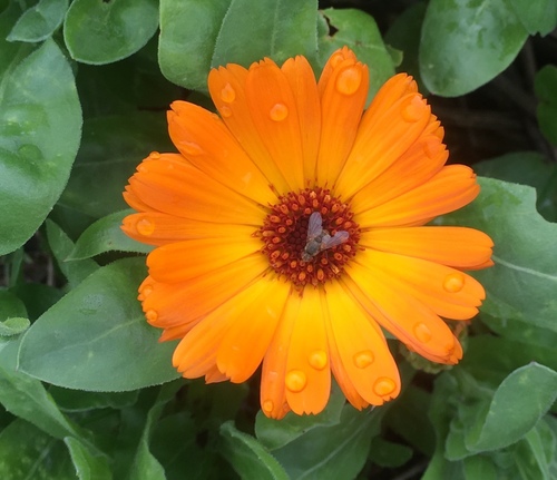 Calendula (marigolds) (alternate view 5)