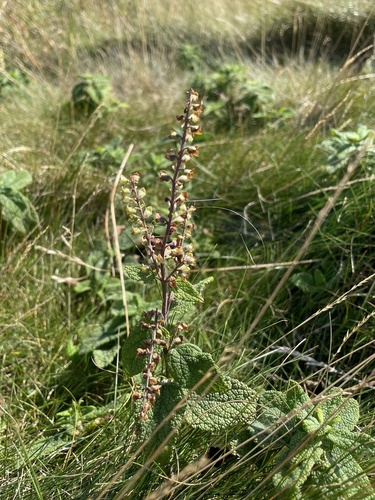 Teucrium scorodonia (woodland germander)