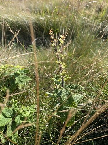 Teucrium scorodonia (woodland germander)