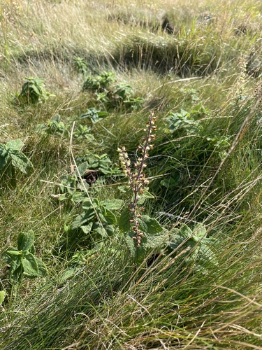 Teucrium scorodonia (woodland germander)