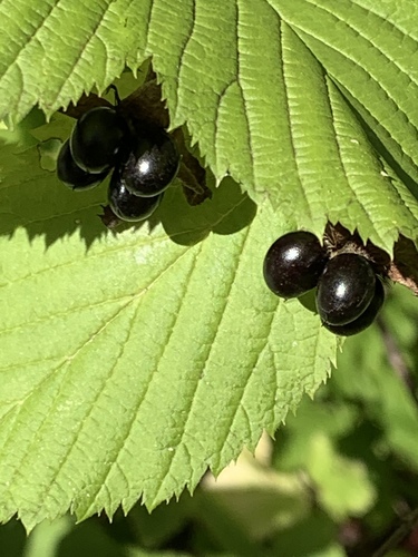 Rhodotypos scandens (jetbead) (alternate view 5)