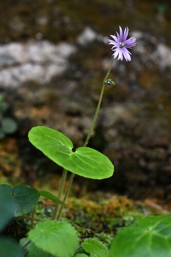 Soldanella villosa (Hairy Snowbell) (alternate view 2)