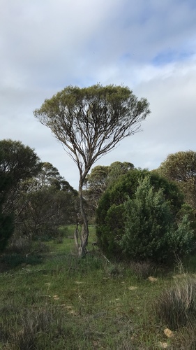 Melaleuca uncinata (broombush) (alternate view 6)