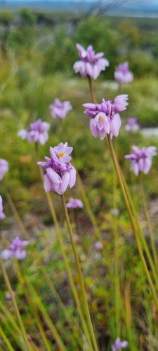 Sowerbaea juncea (Rush Lily) (alternate view 6)