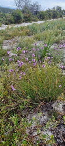Sowerbaea juncea (Rush Lily) (alternate view 7)