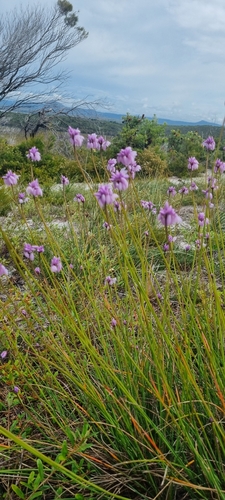 Sowerbaea juncea (Rush Lily) (alternate view 8)